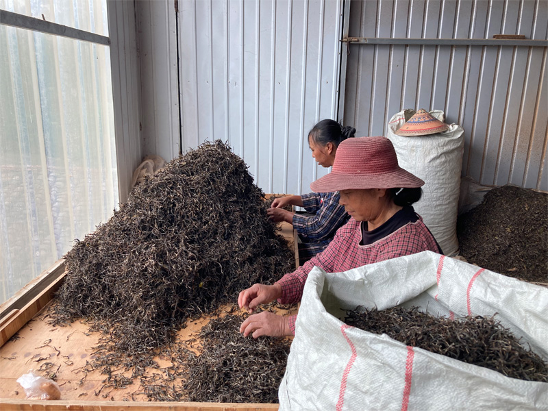 The Manufactuering of Real Old Tree Shu Pu-erh 30