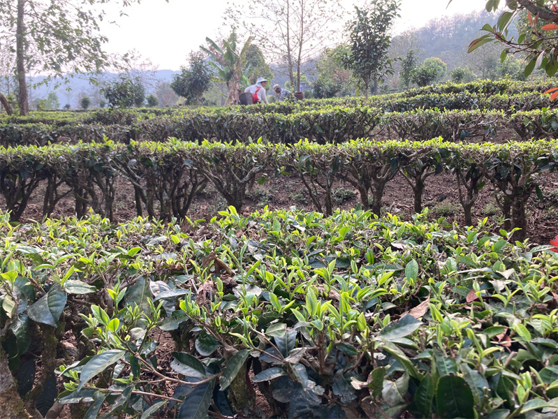 2023 Organic Yunnan Teas 1
