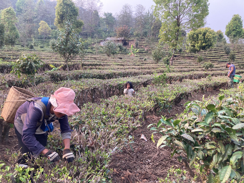 2023 Organic Yunnan Teas 10