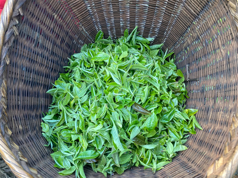 2023 Organic Yunnan Teas 14
