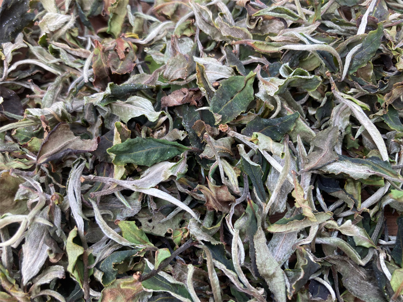 2023 Organic Yunnan Teas 24