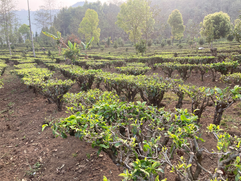 2023 Organic Yunnan Teas 3