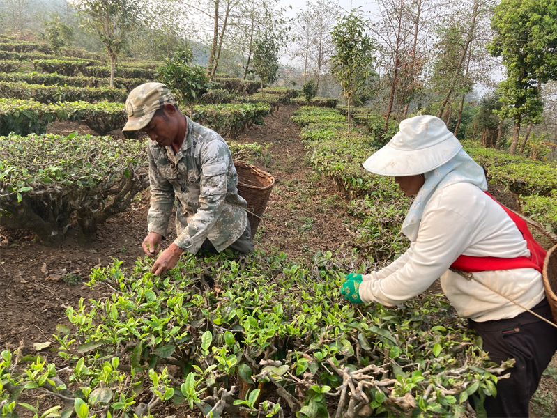 2023 Organic Yunnan Teas 8