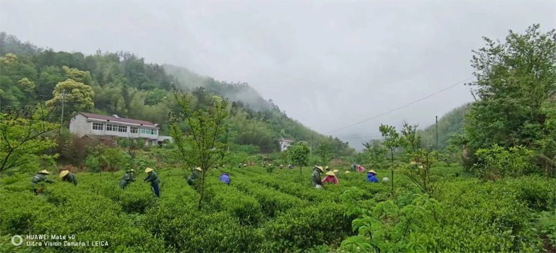1 Harvesting of Huoshan Huang Da Cha