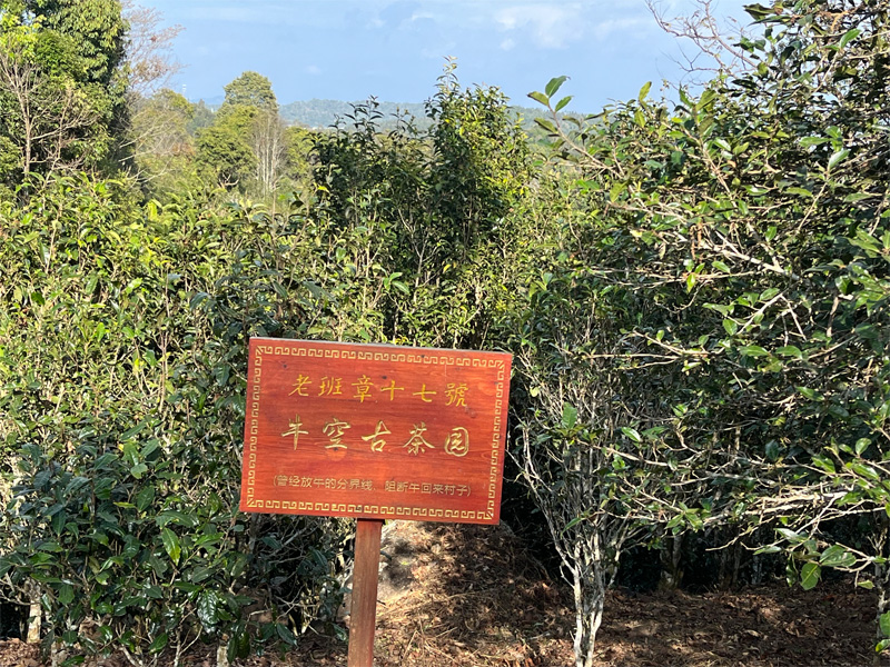 Lao Ban Zhang Tea Garden Jan. 2024 6