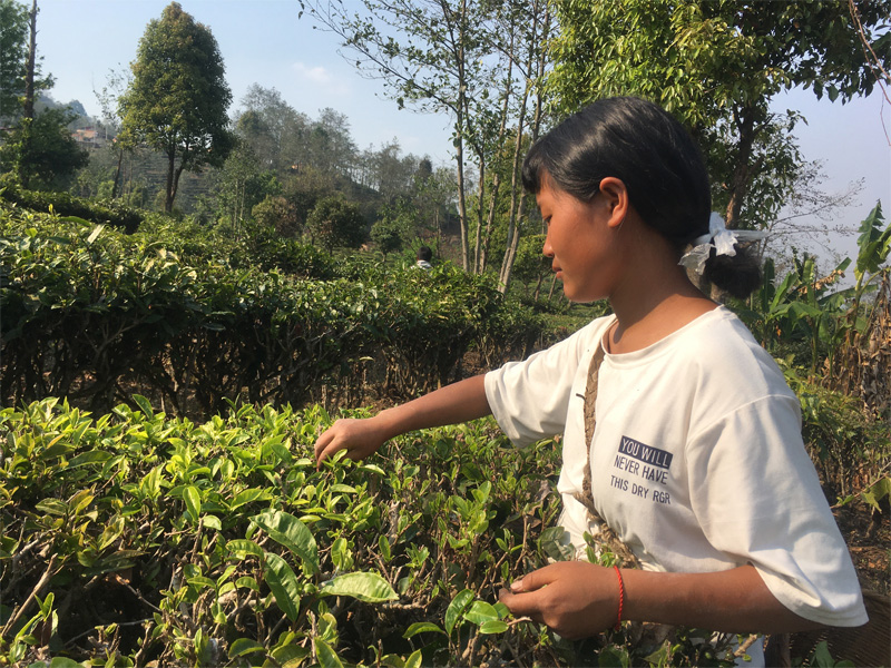 Organic Old Bush Yunnan Black 2