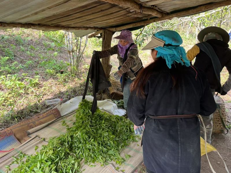 Chaping of Yiwu 77