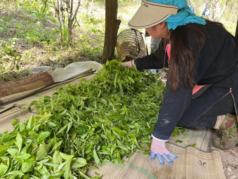 Chaping of Yiwu 78