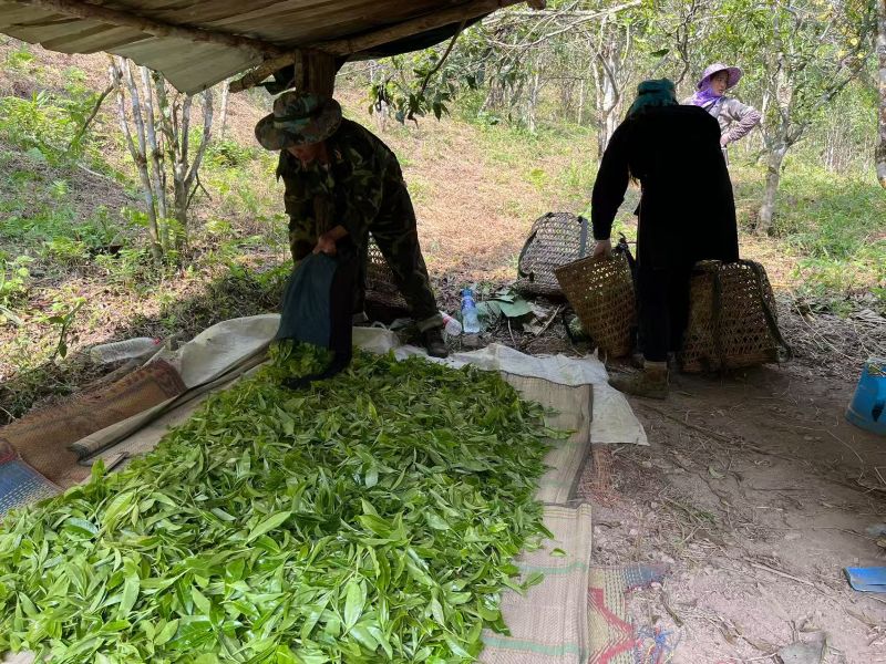 Chaping of Yiwu 79