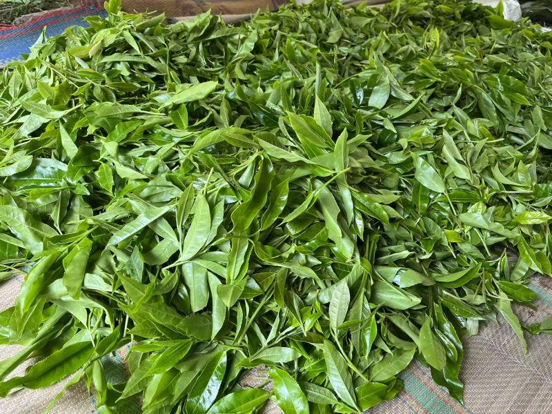 Chaping of Yiwu 80