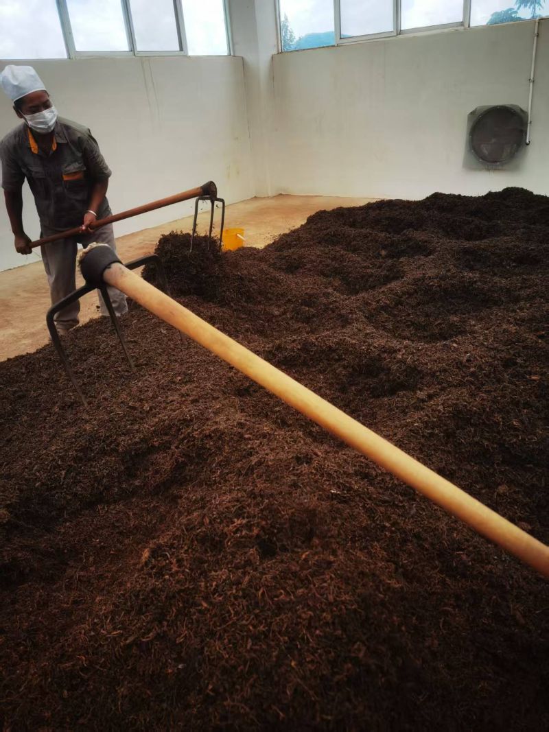 THE MANUFACTUERING OF 2025 OLD TREE SHU PU-ERH 1201