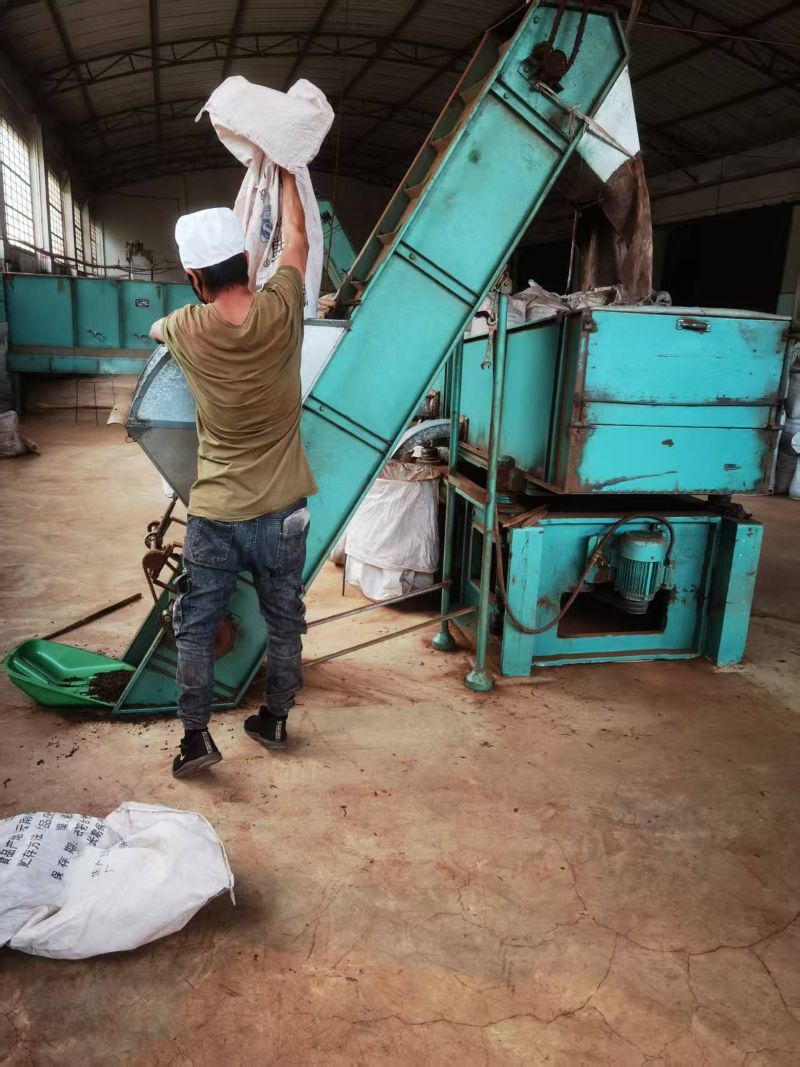 THE MANUFACTUERING OF 2025 OLD TREE SHU PU-ERH 1202