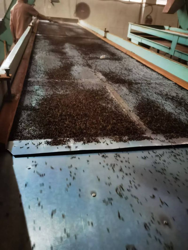 THE MANUFACTUERING OF 2025 OLD TREE SHU PU-ERH 1204