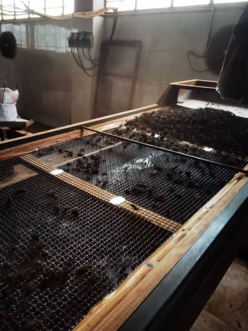 THE MANUFACTUERING OF 2025 OLD TREE SHU PU-ERH 1205