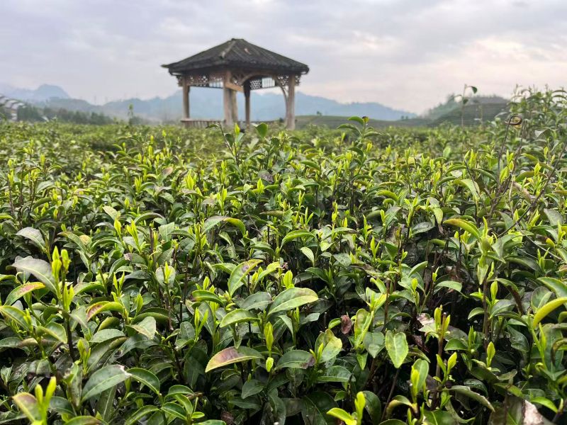 Organic Pre-qingming Long Jing 2026-1