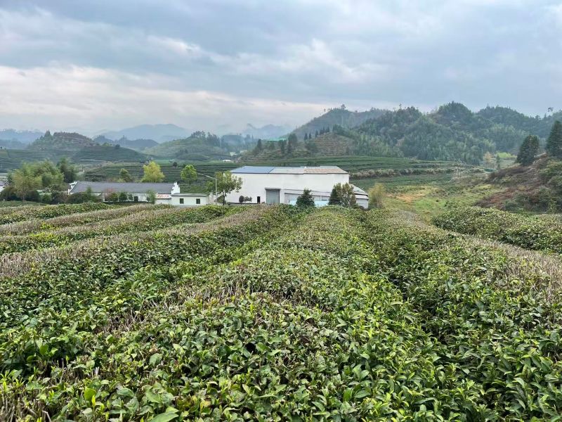 Organic Pre-qingming Long Jing 2026-2
