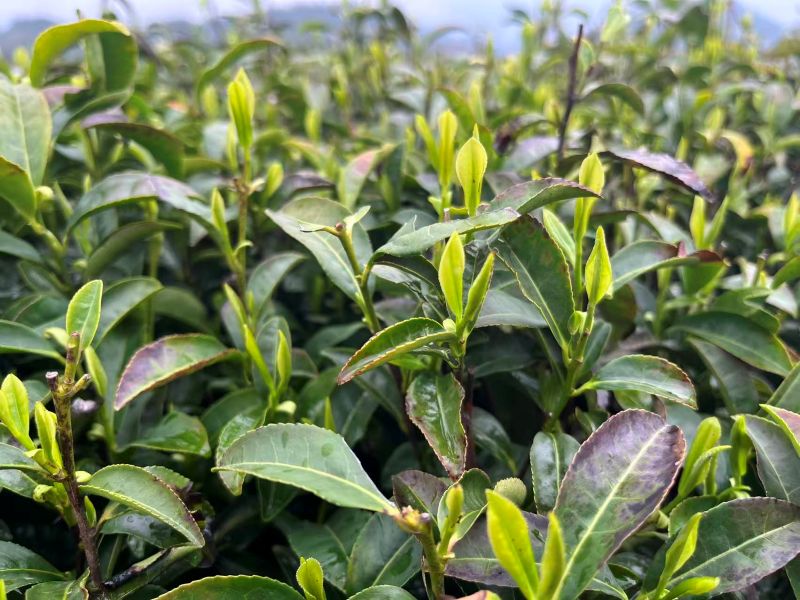 Organic Pre-qingming Long Jing 2026-3
