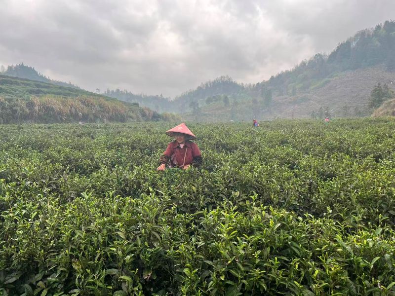 Organic Pre-qingming Long Jing 2026-4