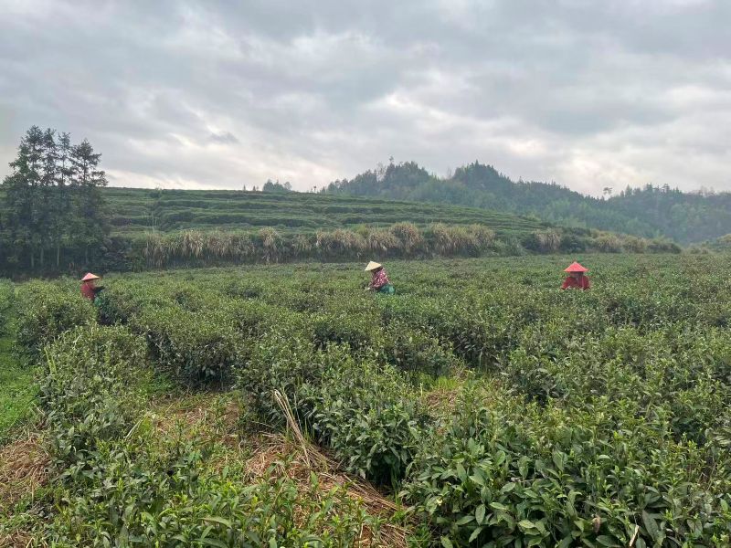 Organic Pre-qingming Long Jing 2026-5