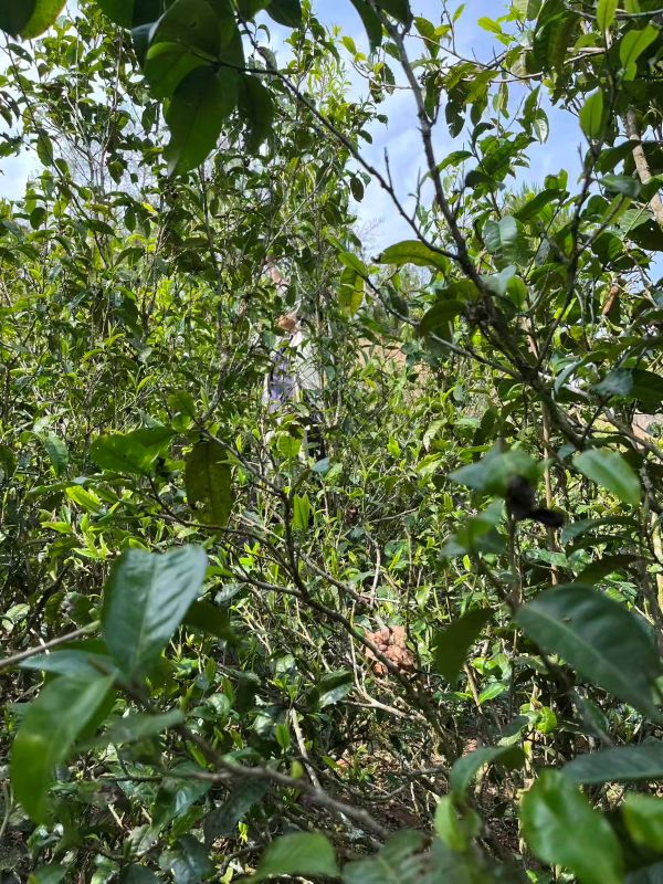 Old Tree Yunnan Black Tea 11