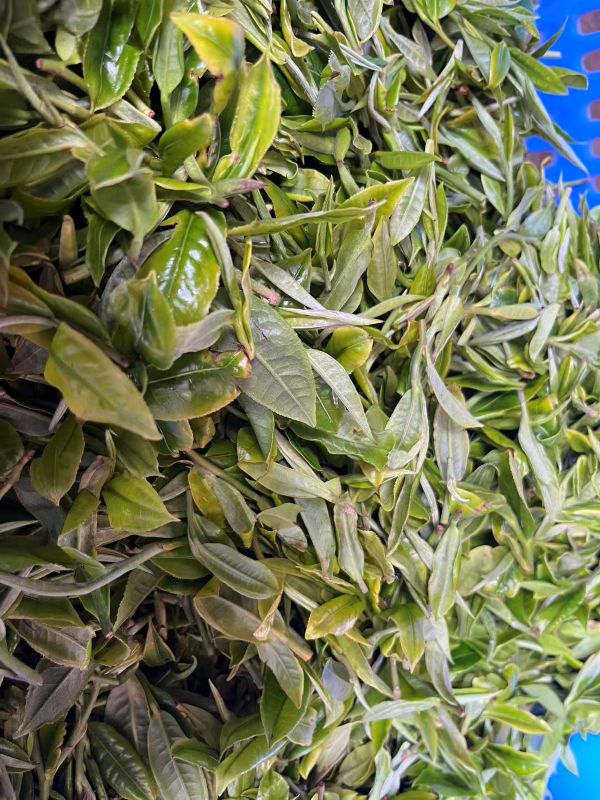 Old Tree Yunnan Black Tea 13