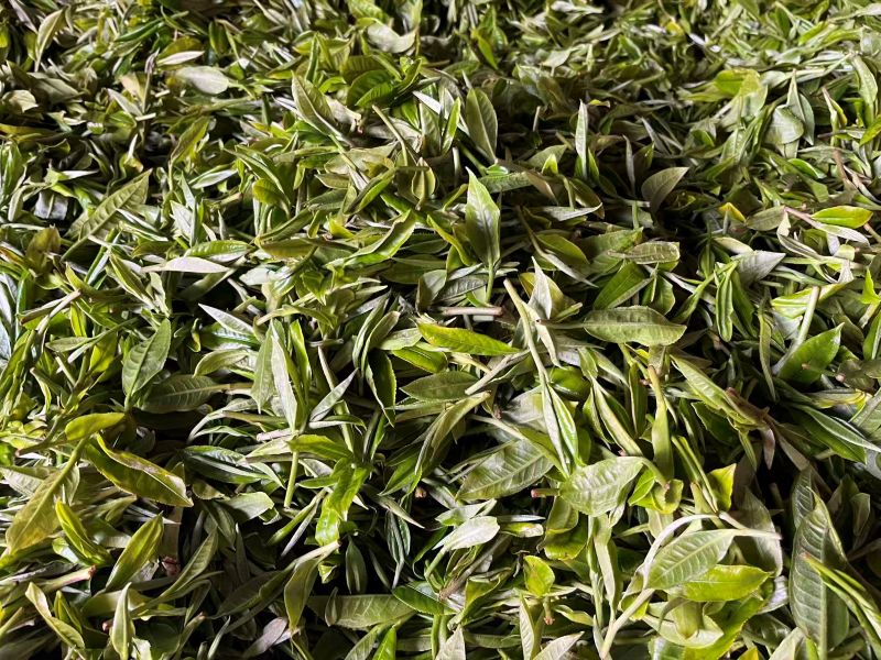 Old Tree Yunnan Black Tea 14