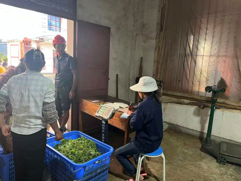 Old Tree Yunnan Black Tea 18