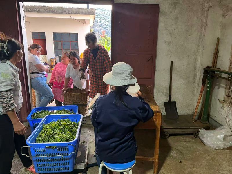 Old Tree Yunnan Black Tea 19