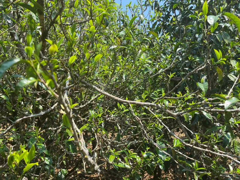 Old Tree Yunnan Black Tea 2