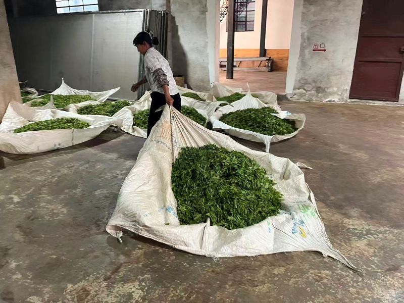Old Tree Yunnan Black Tea 20