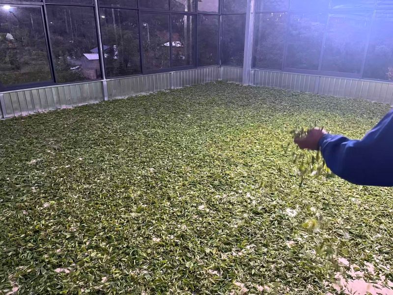 Old Tree Yunnan Black Tea 22