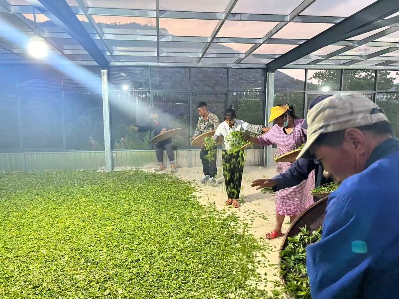 Old Tree Yunnan Black Tea 23