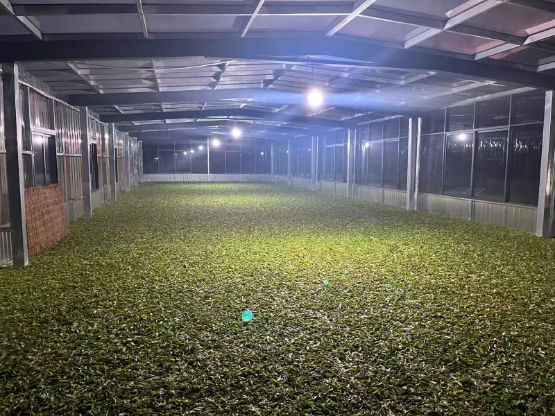 Old Tree Yunnan Black Tea 24