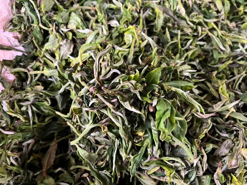 Old Tree Yunnan Black Tea 26