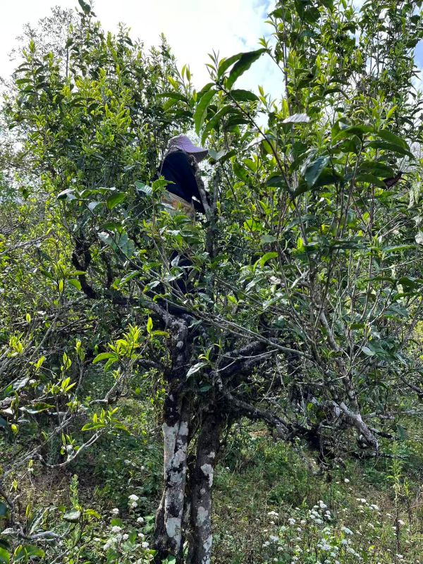 Old Tree Yunnan Black Tea 3