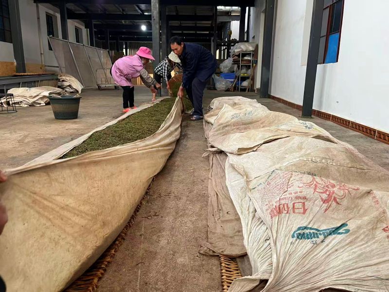 Old Tree Yunnan Black Tea 31