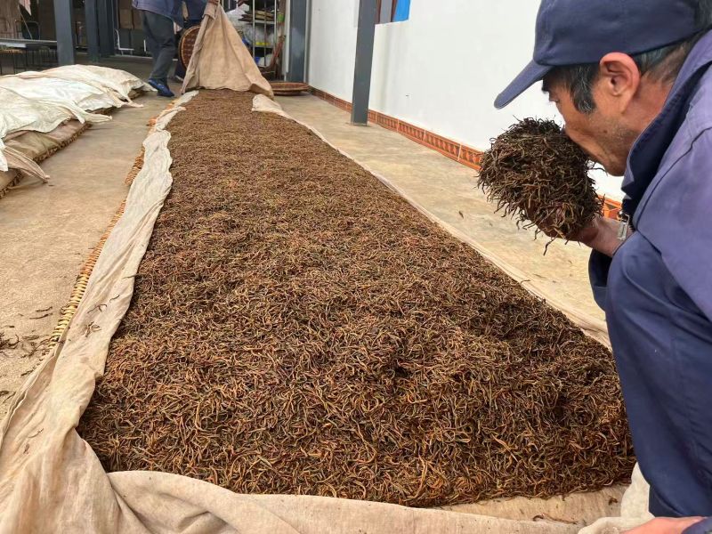 Old Tree Yunnan Black Tea 35