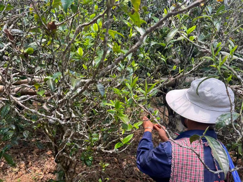 Old Tree Yunnan Black Tea 4