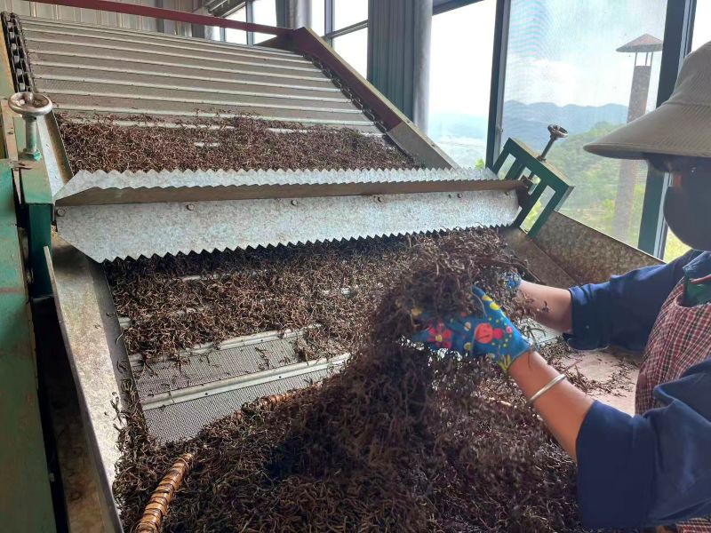 Old Tree Yunnan Black Tea 40