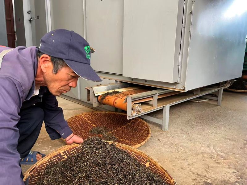 Old Tree Yunnan Black Tea 41