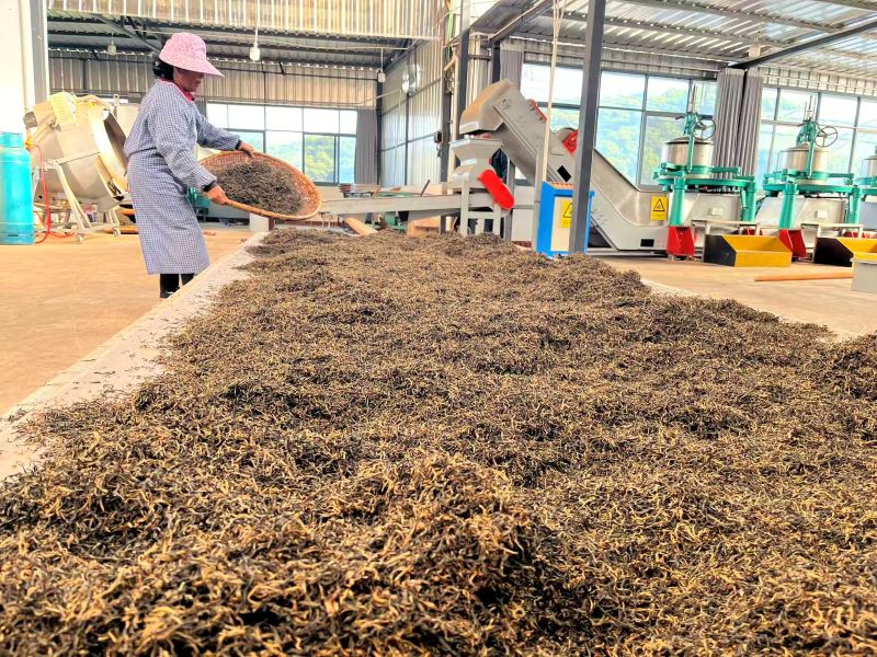 Old Tree Yunnan Black Tea 43