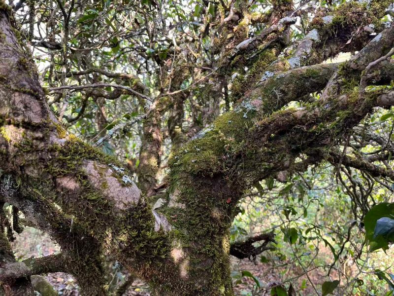 Old Tree Yunnan Black Tea 6