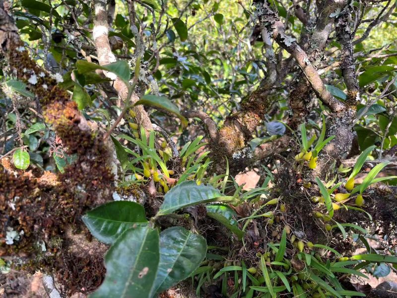 Old Tree Yunnan Black Tea 7