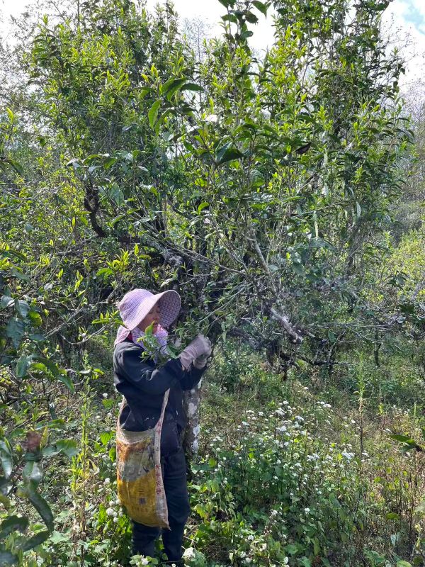 Old Tree Yunnan Black Tea 9